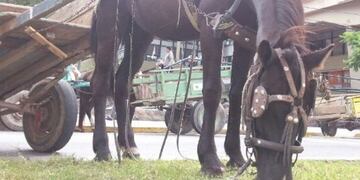 Imagen archivo\u002E Buscarán prohibir o eliminar gradualmente la tracción a sangre en Resistencia\u002E