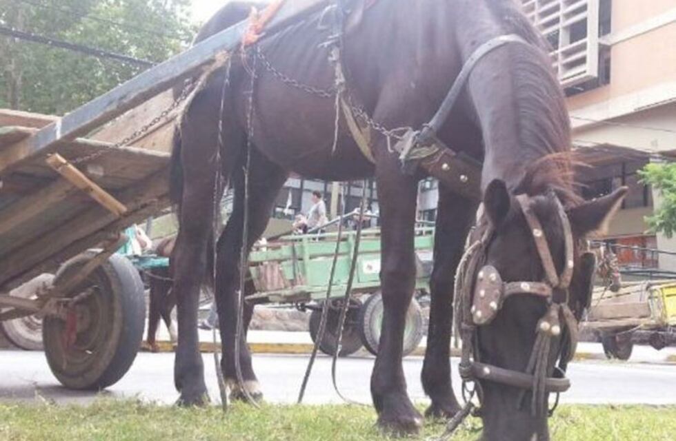 Buscarán prohibir o eliminar gradualmente la tracción a sangre