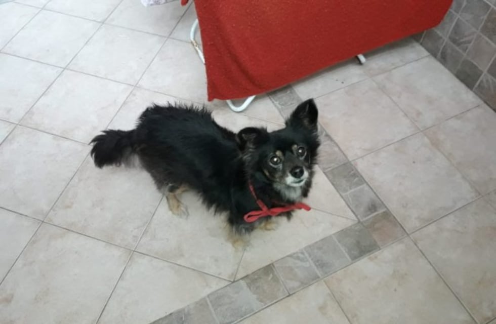 Una abuela internada escribió una conmovedora carta pidiendo que adopten a su mascota