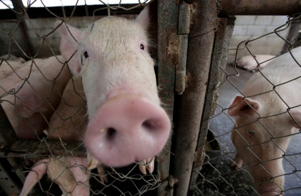 Santa Fe podría establecer un freno sanitario a la carne porcina de Estados Unidos