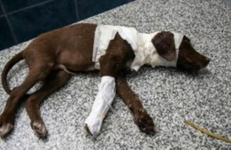 Murió Chocolate, el perrito que había sido despellejado vivo en San Francisco