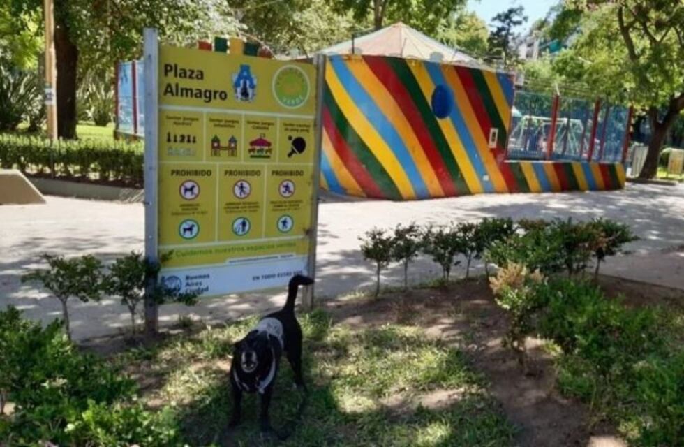 Denuncian que tiran pastillas para envenenar a los perros en una plaza de Almagro