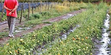 Seguro Agrícola: habilitaron la recepción de denuncias