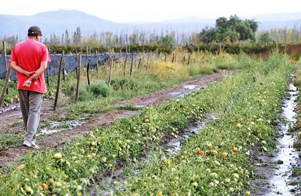 Seguro Agrícola: habilitaron la recepción de denuncias