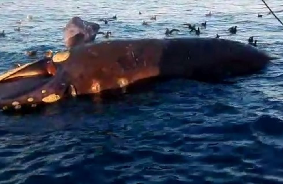 Detectaron una ballena muerta flotando frente a la costa de Playa Unión