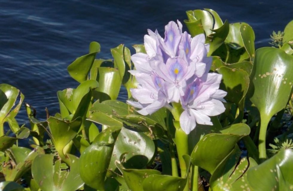 Un recorrido por los Parques Nacionales de Entre Ríos