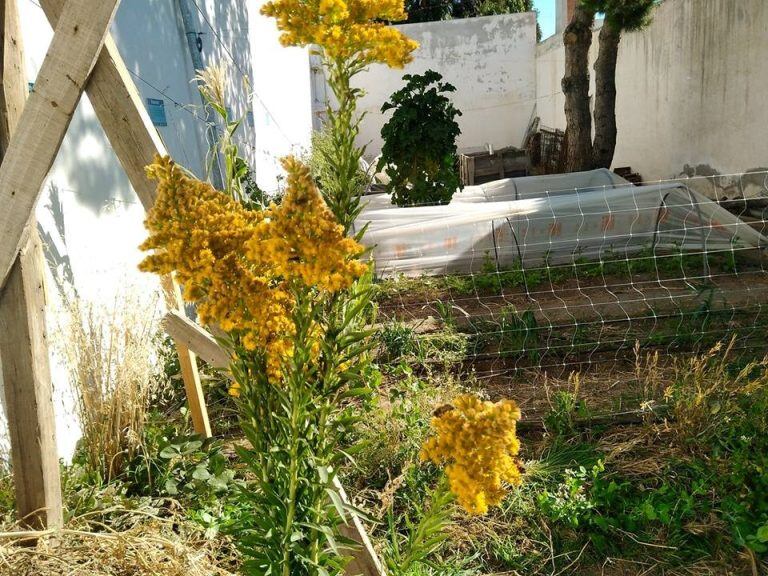 Inta huerta agroecológica
