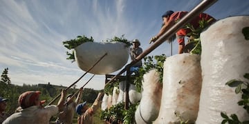 Tareferos cargando un camión con raídos de yerba mate en hoja verde en Misiones\u002E (Página)