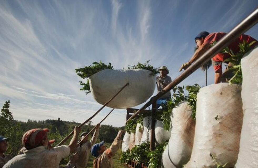 Medidas preventivas contra el robo de yerba mate