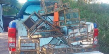 El tráfico de aves fue detectado en Río Cuarto\u002E