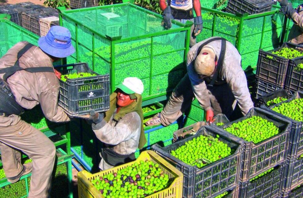 En La Rioja, el sector olivícola solicita que se eliminen las retenciones al sector