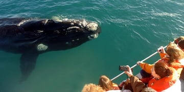 Avistaje de ballenas