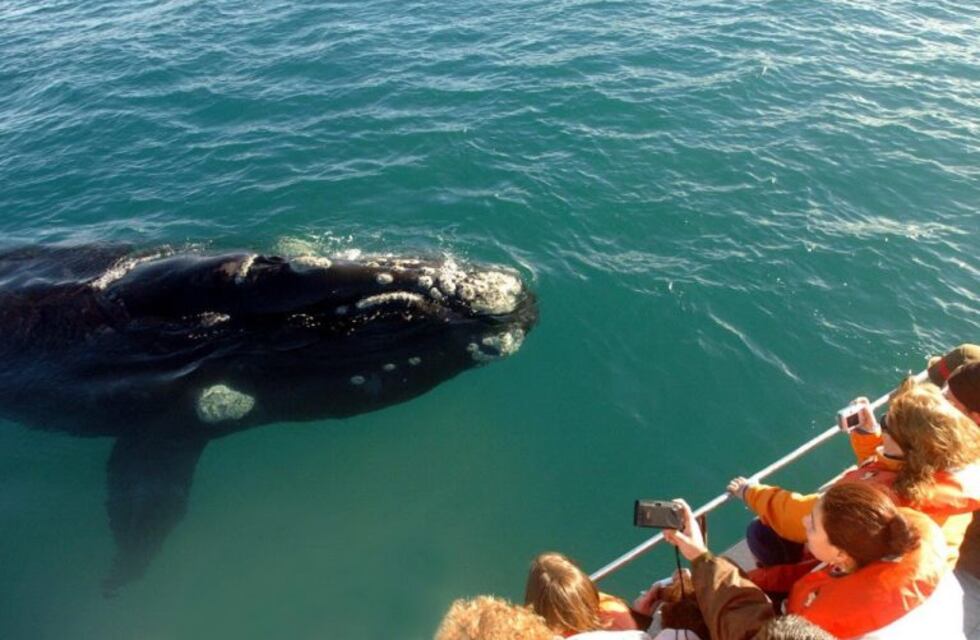 Comenzó la temporada de avistaje de ballenas en Puerto Pirámides