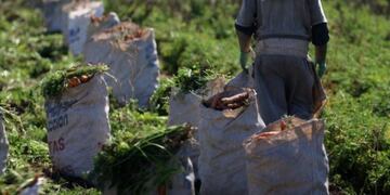 Pequeños y medianos productores aran sus fincas por no poder vender sus productos\u002E