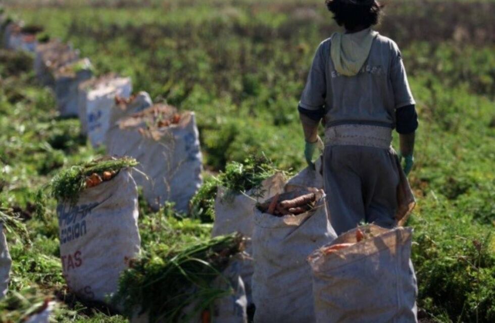 ¡No cosecharás tu propia siembra!: chacareros en crisis