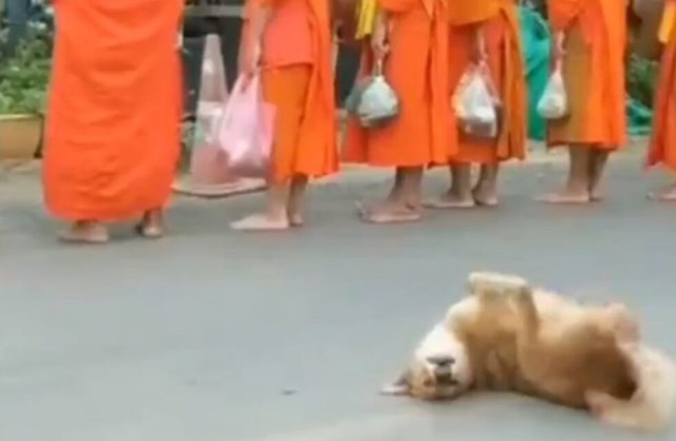 El hilarante baile de un perro ante el rezo a coro de un grupo de monjes budistas