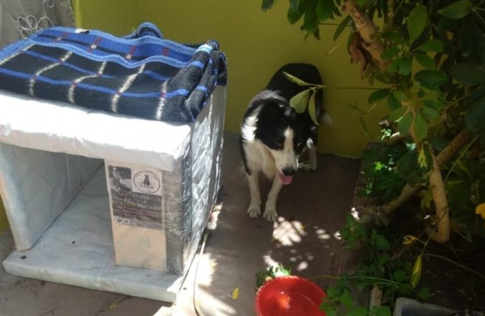 Notable: presos de Sierra Chica arman cuchas para perros con material reciclable