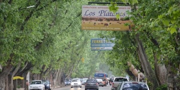 Los plátanos de Colonia Caroya (Gentileza Radio Comunicar)