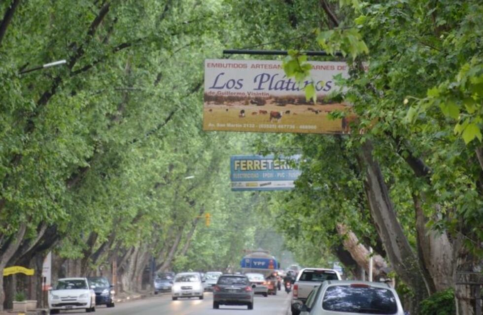 Colonia Caroya: podarán y reforestarán los centenarios plátanos