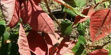 Consultorio jardineru00eda\u002E