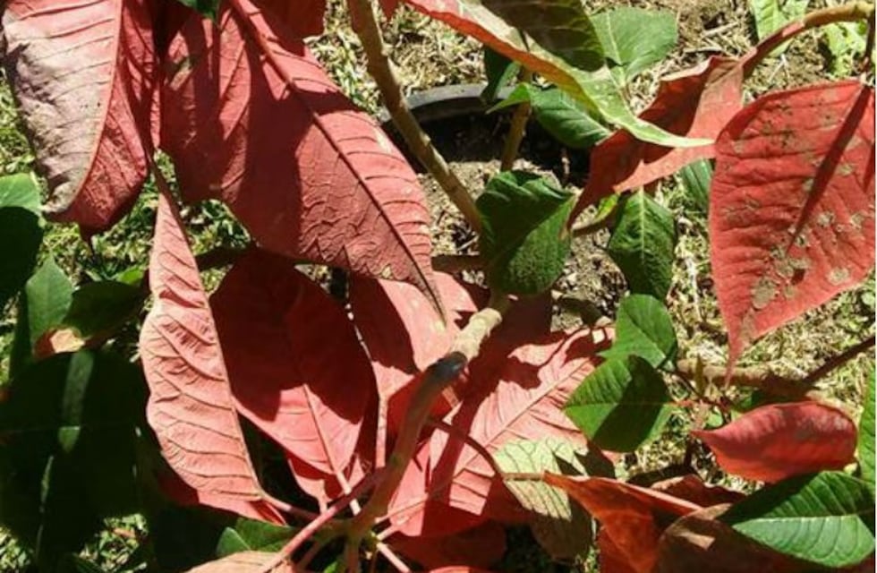 La estrella federal pierde sus gajos
