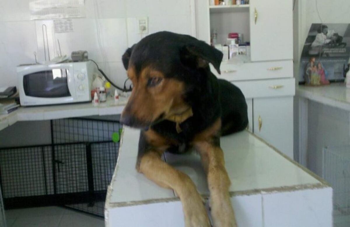 Para celebrar los 15 años de su perro le hizo un asado y su historia se viralizó\u002E (Facebook)