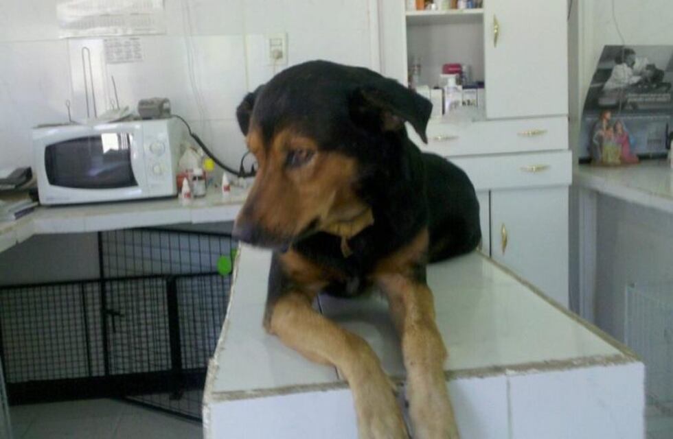 Un famoso perro santafesino cumplió 15, le hizo un asado y se hizo viral