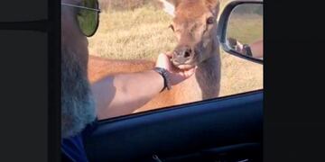Una cría de ciervo colorado se deja acariciar (Facebook)