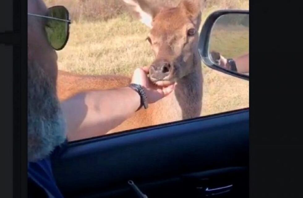 Se cruzó con una cría de ciervo en un camino rural de La Pampa y quedó sorprendido