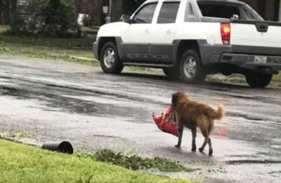 Foto viral: antes de escapar del huracán Harvey, un perro regresó a buscar su bolsa de comida