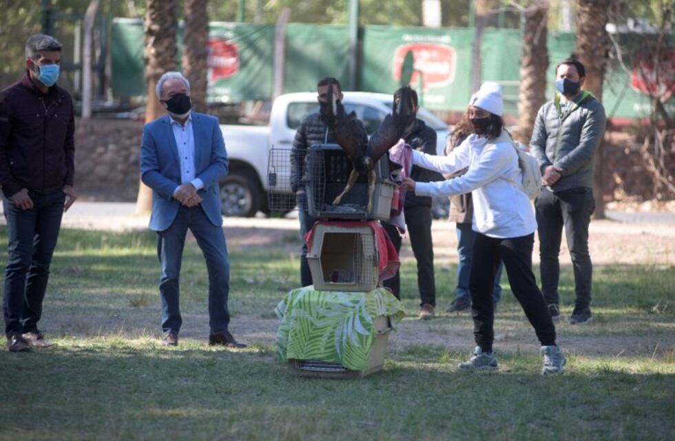 Cuatro aves rapaces recuperaron su libertad en Mendoza