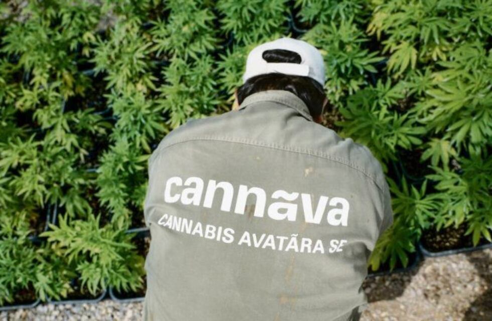 La Rioja lidera el camino hacia la nueva industria del cannabis