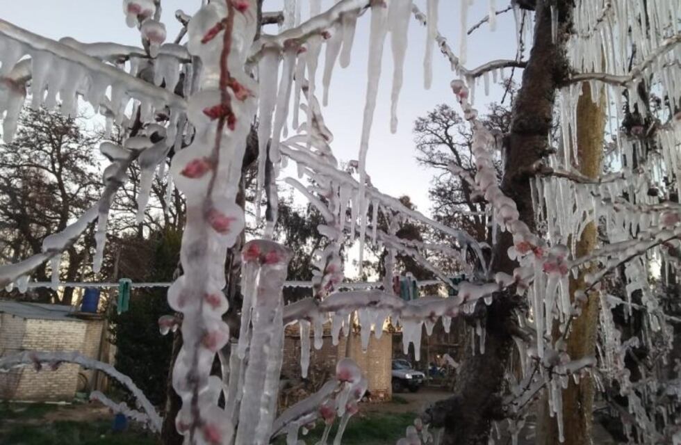 Productores del Valle analizan los daños tras las heladas