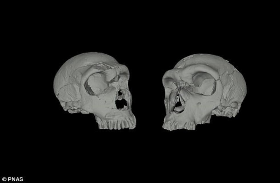 Un importante hallazgo de científicos argentinos sobre la nariz de los neandertales
