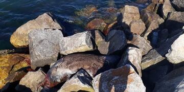 Lobo marino muerto Mar del plata (WEB)