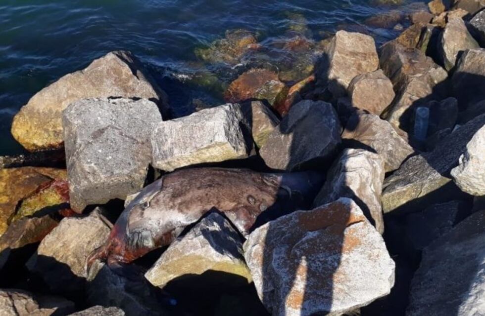 Encontró un lobo marino muerto en el puerto de Mar del Plata