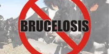 Brucelosis: El Ministerio de Salud intensifica la prevención y advierte sobre riesgos en humanos y animales. (Imagen Vía País)