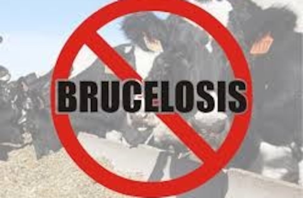 Brucelosis: Salud Pública pone foco en la prevención