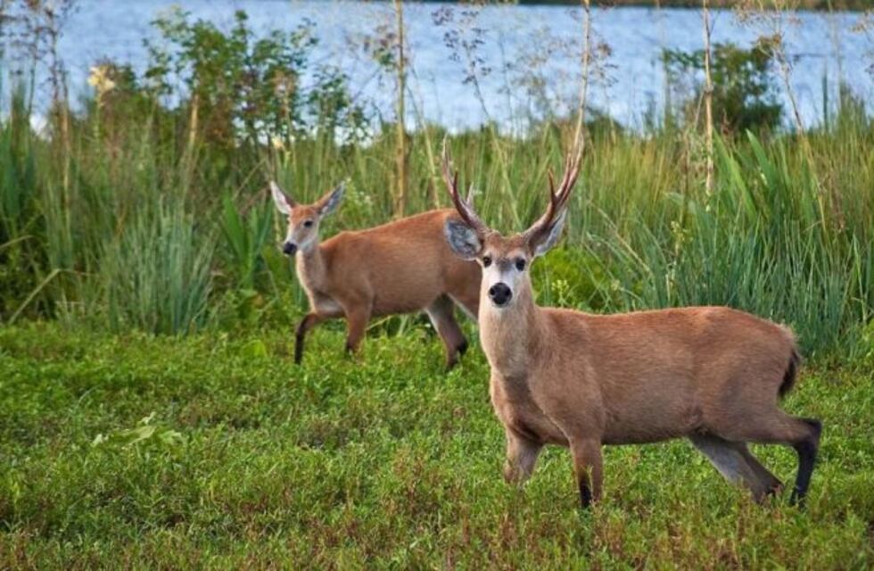 Salió de un local de comida rápida y fue embestido por un ciervo