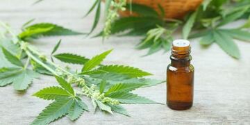 Uso medicinal de la marihuana