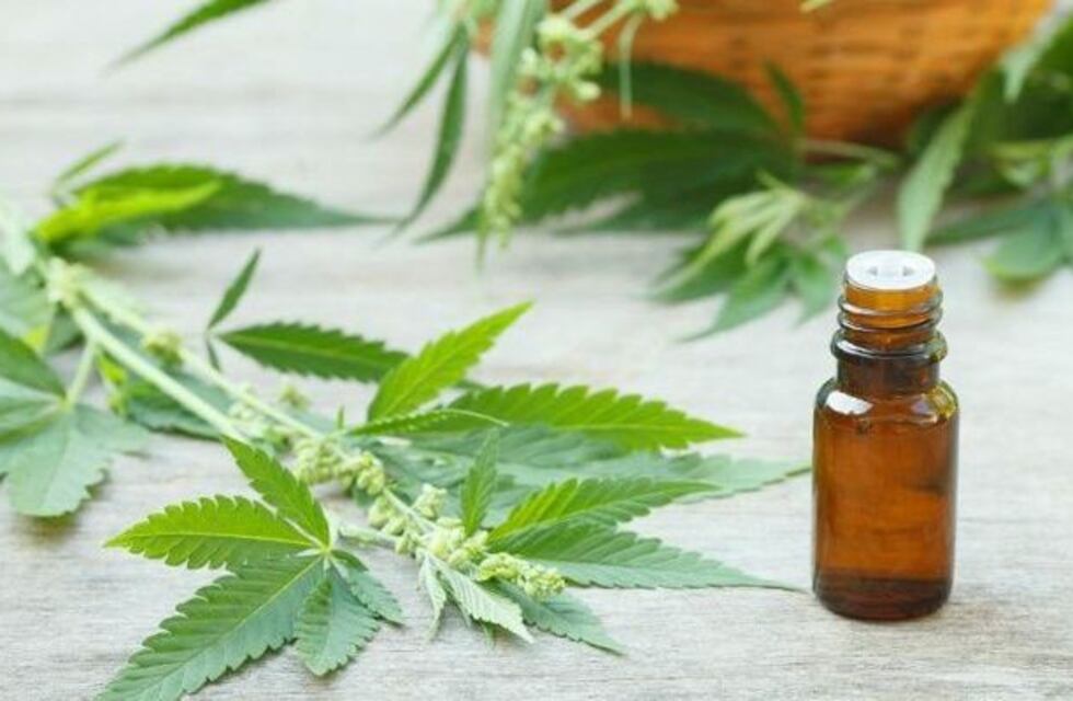 Mitos y verdades sobre el uso medicinal de la marihuana