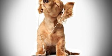 MÚSICA PARA PERROS