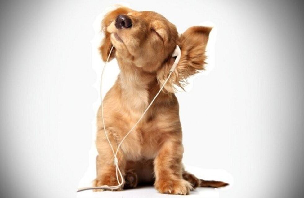 Música para mascotas: Spotify presentó playlists personalizadas para animales