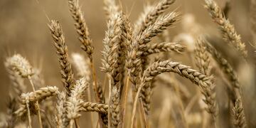 (FILES) This file photo taken on August 4, 2016 in Godewaersvelde shows stalks of wheat, part of France's lowest wheat output estimates since 1986.rnrnAffected by bad wheat harvests, French millers ask for the removal of the carbon tax, to face up to the emerging competition. / AFP PHOTO / PHILIPPE HUGUEN francia plantacion de trigo campos cultivos plantaciones