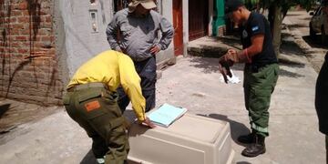 Rescate de un gato montés, en Jujuy