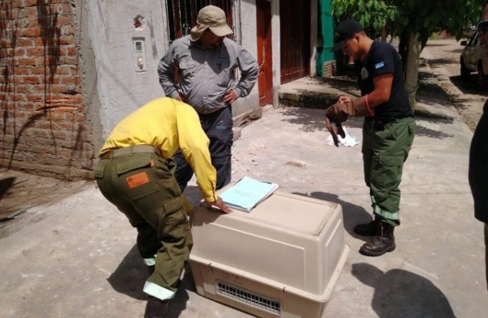 Responderá ante la ley por querer vender un gato montés