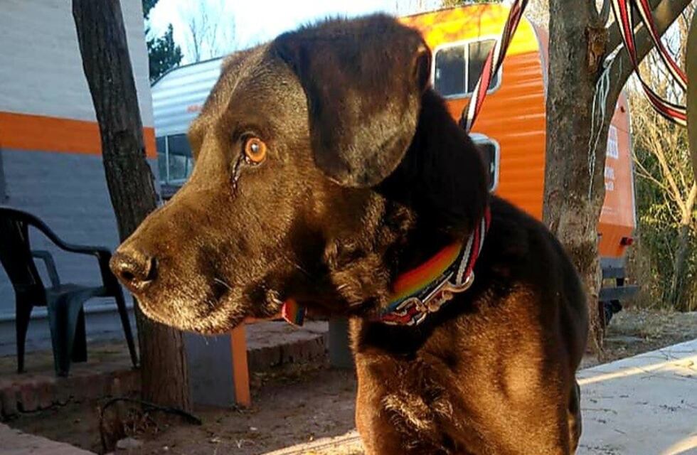 Tristeza en Carlos Paz por la muerte de "Thor", el perro rescatado con el hocico encintado