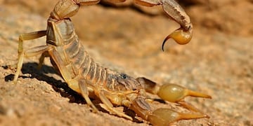 Hay preocupación en el centro de Santiago por la presencia de alacranes (Foto: web)