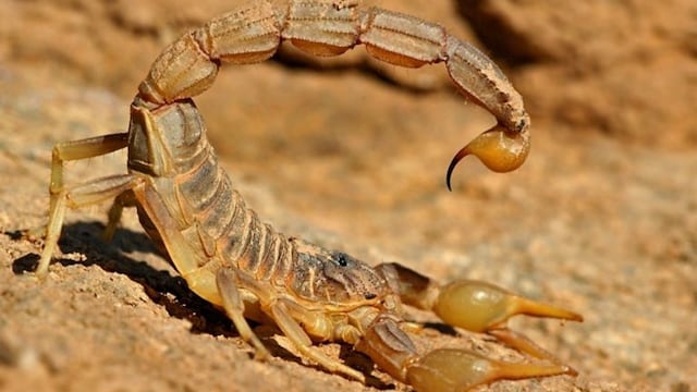 Hay preocupación en el centro de Santiago por la presencia de alacranes (Foto: web)