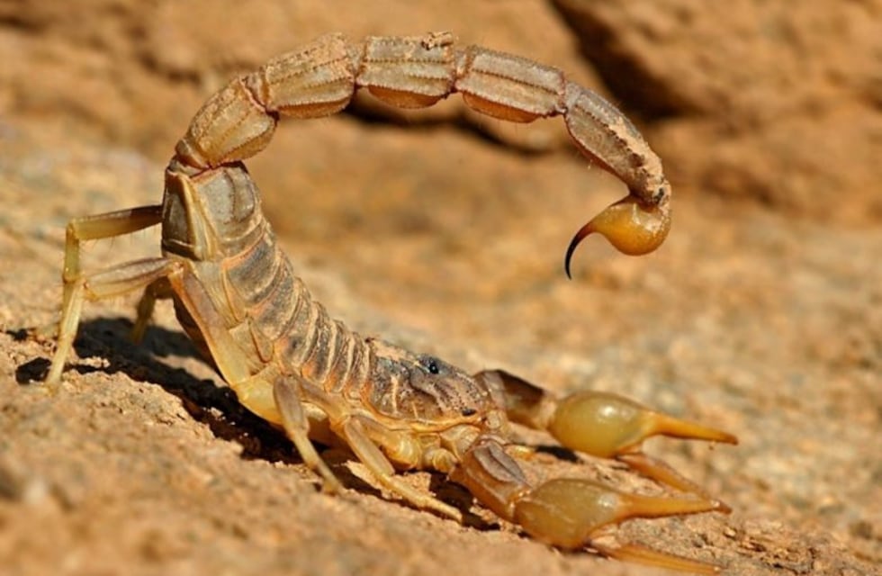 Hay preocupación en el centro de Santiago por la presencia de alacranes